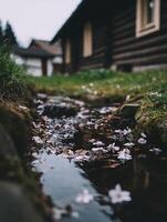 Tranquil Stream with Cherry Blossoms and Log Cabin in the Background. A serene scene of nature's beauty. photo