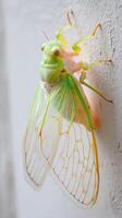 Close Up of a Newly Molted Cicada on a White Wall. A Detailed View of its Delicate Wings and Body. photo