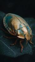 Close up of a Golden Jewel Bug on a Dark Leaf. A Detailed Macro Photograph of an Insect. photo