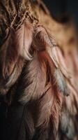 Close Up of Brown Bird Feathers, Detailed Texture and Pattern. photo