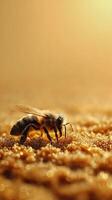 Honeybee Close Up Golden Hour Macro Photography of a Bee on Pollen. photo