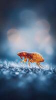 Close up of a flea on a textured surface, detailed insect macro photography. photo