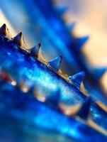Close Up of a Blue Crab's Shell, Showing Intricate Texture and Spikes. photo