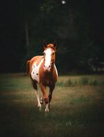 A Paint Horse Walking Towards the Camera in a Field. photo