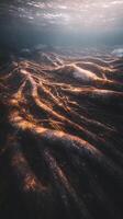 Underwater Sunbeams Illuminate Ancient Tree Roots. A mesmerizing view of submerged roots bathed in golden light. photo