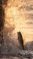 Striped Bass Leaping from Ocean Wave at Sunrise. A dramatic close up of a fish jumping high out of the water during a sunrise. photo
