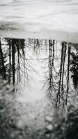 Upside Down Reflection of Leafless Trees in a Winter Puddle. photo