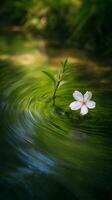 Serene White Flower Floating on a Green Water Ripple. A close up of nature's beauty. photo