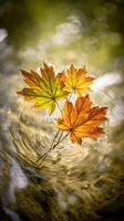 Autumn Leaves Floating on Water, Close Up Nature Photography. photo