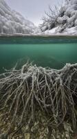 Underwater and Above Water View of Icy River Bank with Exposed Tree Roots. photo
