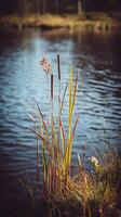 Lakeside Cattails A Tranquil Autumnal Scene. photo