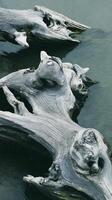 Abstract Driftwood Sculpture in Water A Study in Texture and Form. photo