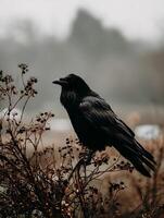 Raven Perched on a Winter Blackberry Bush. A dramatic close up of a black raven against a muted background. photo