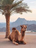 Dromedary Camel Resting Under a Palm Tree in a Desert Landscape. photo