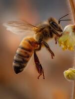 Close Up of Honeybee Gathering Pollen from a Flower. A detailed image showcasing the intricate details of a honeybee in its natural environment. photo