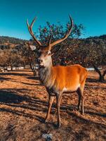 Majestic Deer in an Orange Grove Under a Vivid Blue Sky. A stunning portrait of a red deer stag amidst citrus trees. photo