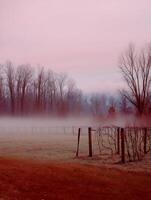 Serene Vineyard Landscape at Dawn, Misty Field with Bare Vines. photo