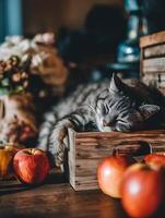 Gray Tabby Cat Napping in Wooden Crate with Apples. photo