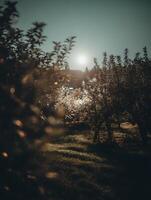 Golden Hour in an Orchard Sunlight Filtering Through Trees. photo