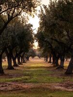 Serene Sunset Pathway Through an Olive Grove. A picturesque view of a sunlit path leading through rows of olive trees at sunset. photo
