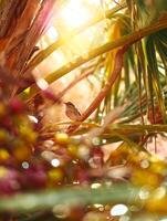A Small Bird Perched on a Palm Tree Branch in Sunlight. photo