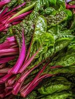 Close up of vibrant red chard leaves and stalks, fresh from the farm. photo