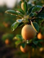 Dew-Covered Apple Hanging from a Branch at Sunrise. A close up photograph of a ripe apple with water droplets. photo
