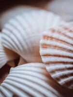 Close Up of Seashells, Textured and Detailed Shell Surface. photo