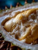 Close Up of Durian Fruit, Creamy Yellow Flesh Texture. photo