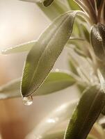 Dewdrop on Sage Leaf A Close Up of Nature's Beauty. photo