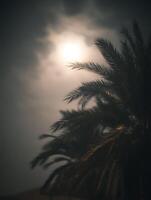 Palm Fronds Silhouetted Against a Bright Sun and Cloudy Sky. A dramatic close up image of palm tree leaves. photo