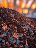 Rich Autumn Soil with Fallen Leaves at Sunset. A close up view of dark soil and decaying leaves. photo