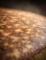 Close Up of a Deliciously Browned and Buttery Pancake Texture. photo