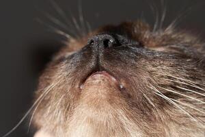 Close-up of siamese cat's whiskers and nose capturing feline details. photo