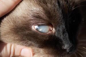 Close-up of siamese cat with eye condition showing cloudy cornea and detailed fur texture. photo