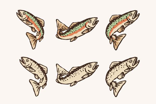 Rainbow Trout Illustration Set Hand Drawn Color and Monochrome Fish Collection