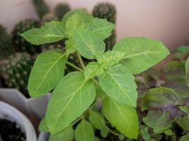 Close-up of vibrant green basil leaves growing in a pot. The plant has broad, smooth leaves with a rich green color, thriving in a home garden setting. photo