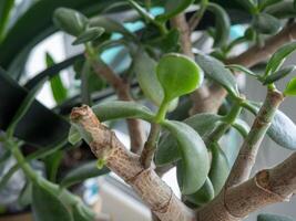 Close-up of a jade plant with thick green leaves and a sturdy trunk. The plant is thriving indoors, showcasing its succulent nature and vibrant color. photo