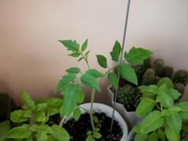 A young tomato plant with green leaves growing in a white pot. Surrounding plants include basil and cacti. The background is a light-colored wall. photo