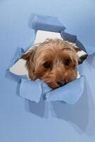 Yorkshire Terrier Peeking Through Torn Blue Paper Background and Exploring Its Surroundings photo