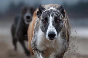 Greyhound dogs racing towards the finish line photo