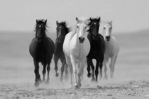 Horses running in desert sand, black and white tones photo