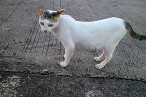 Curious White Cat on Concrete Surface photo