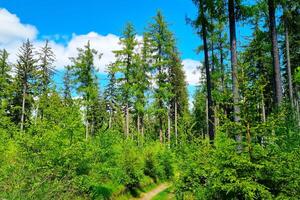 Lush Green Forest Pathway Under Clear Blue Sky for Nature and Travel Inspiration photo