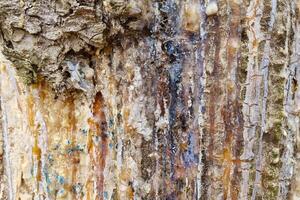 Textured Tree Bark with Colorful Resin Patterns for Nature Artwork photo