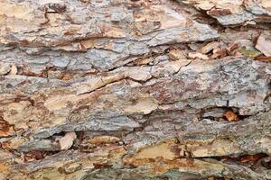 Close-Up of Tree Bark Texture for Nature and Design Projects photo