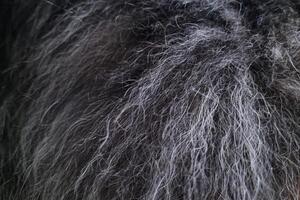 Close-Up Texture of Dark Grey Furry Surface for Design and Background Use photo