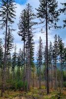 Tranquil Forest Landscape with Tall Pine Trees Under Blue Sky for Nature Prints photo