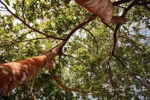 photo of tree from below