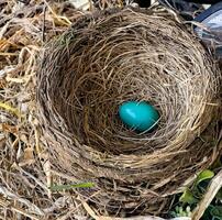 One blue egg in nest photo